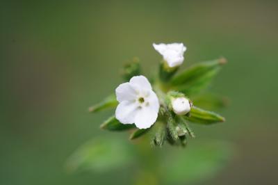 20210627-2 奈良 春日大社神苑、萬葉植物園で万葉の草花を愛でる