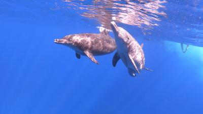 ケータ列島マグロ穴に潜る！～ダイビング旅行　小笠原諸島～