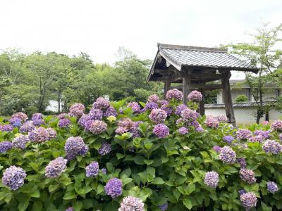 月照寺の紫陽花