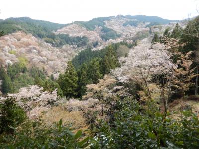 一目千本桜と言われる吉野山の桜を見に行こう