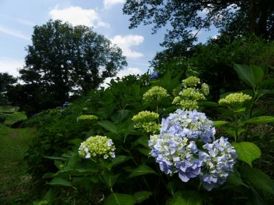 「山上城跡公園」のアジサイ_2021_見頃継続中です（群馬県・桐生市）