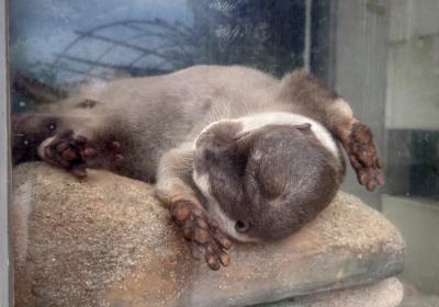 高コスパと噂の『みさきまぐろきっぷ』で行く！京急油壺マリンパークひとり旅