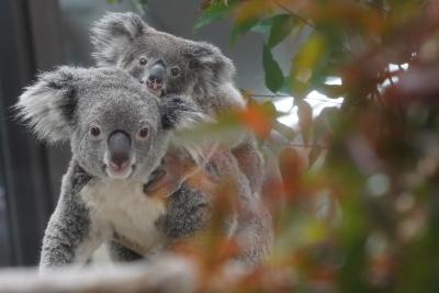 【おさんぽ動物園ログ】埼玉県こども動物自然公園 2020年2月