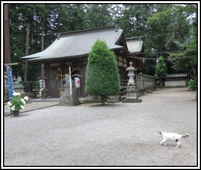 城跡、あじさい、猫と戯れて...... 川治温泉。