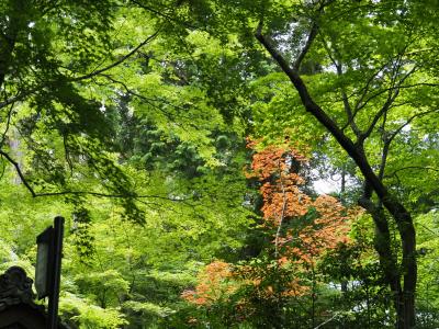 ちょっと遠くへ、アジサイで湖東三山の金剛輪寺