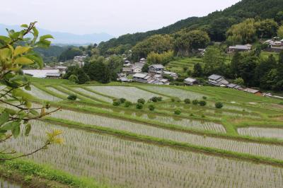 田植えが終わったばかりの棚田巡り【奈良・明日香村】