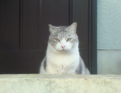 河津の猫宿、かわづの里に宿泊しました。