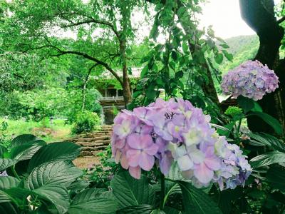 長野市若穂地区 蓮台寺の紫陽花