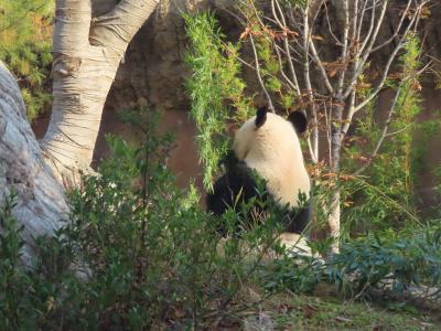 上野公園での休日☆シャンシャンが帰国するって・・・（動物園編）