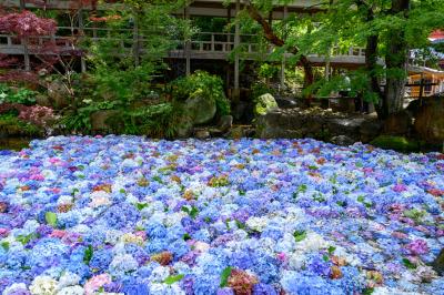 雨引観音あじさい祭とヒロサワ・シティ偵察。