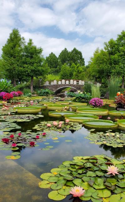 “水上の＊妖精＊”を探しに～草津「みずの森」～