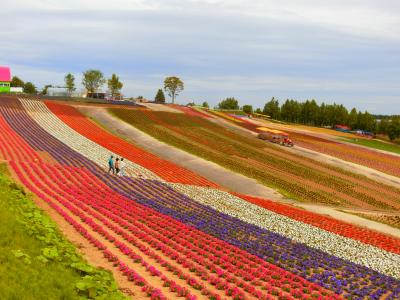 お花畑の富良野