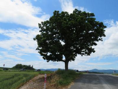 富良野・美瑛一人旅　～どこまでも広く、どこまでも高く　「丘のまちびえい」といわれる、美しい自然景観を堪能してきました～　　④