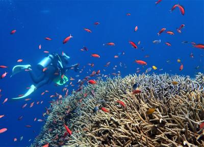 夏！沖縄　西表島「バラス東」でダイビング