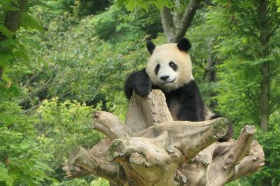 【8】中国一快適なパンダ基地「臥龍中華大熊猫苑」