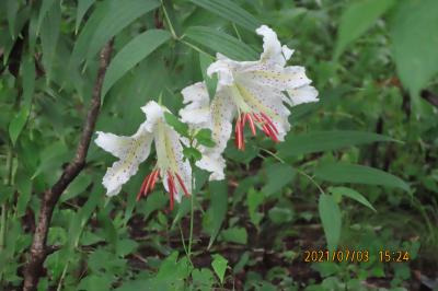 森のさんぽ道で見られた山野草見られたと花木②