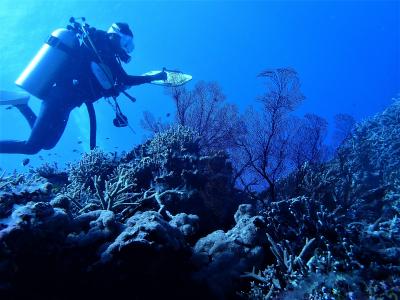 夏！沖縄　西表島「崎山ＧＷＣ」でダイビング