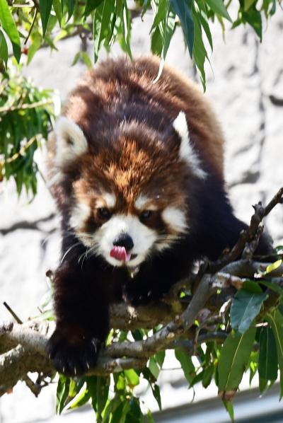 レッサーパンダはかわゆい !!! 広島市安佐動物公園