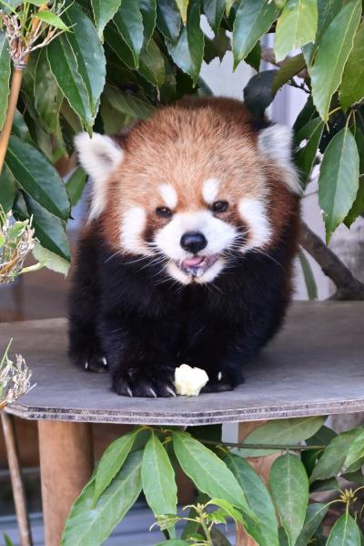 レッサーパンダはかわゆい !!! 周南市徳山動物園