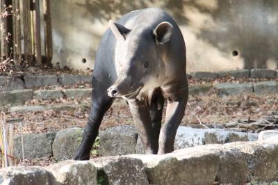 日帰りできる横浜の動物園２園に２泊２日（２）金沢動物園（前）昭和レトロななかよしトンネルや丑年にちなんだ写真展や展示からアフリカ区の動物など