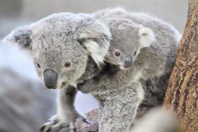 日帰りできる横浜の動物園２園に２泊２日（３）金沢動物園（後）Helloコアラの赤ちゃん！～コアラをメインに２番目当てのアオバネワライカワセミ