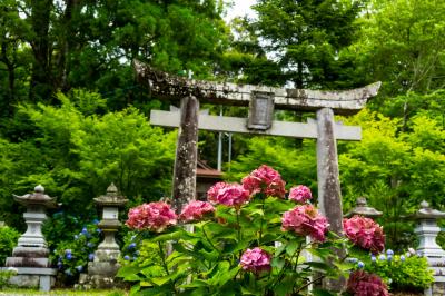 宝八幡宮のアジサイ　2021