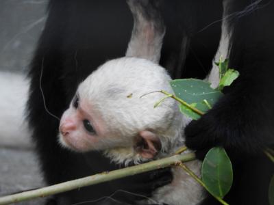 ２０２１年７月 どこかにマイル第１１弾 北海道 その３ 旭山動物園