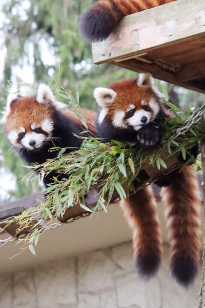 仙台レッサーパンダの赤ちゃん遠征２日間（３）八木山動物園（１）可愛いレッサーパンダ一家～Hello！グミちゃんアケビちゃんそっくりすぎる双子