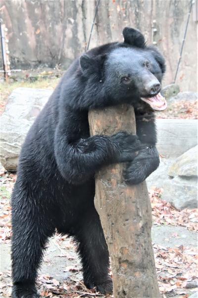 仙台レッサーパンダの赤ちゃん遠征２日間（４）八木山動物園（２）大はしゃぎのトラさんクマさん～新顔もいた大型猛獣たちとアフリカ園