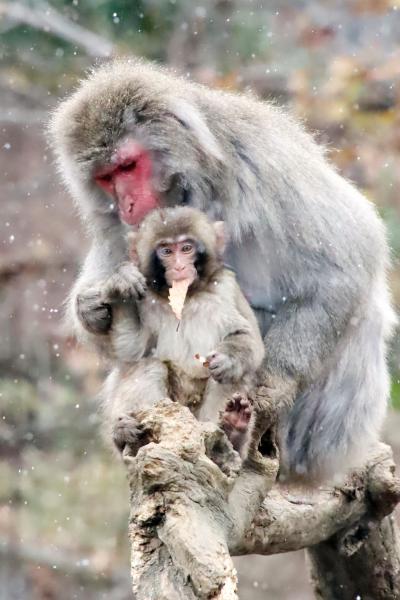 仙台レッサーパンダの赤ちゃん遠征２日間（５）八木山動物園（３）初雪の中のサルたちや面白可愛い草食動物や猛禽類たち＆初のふれあい館