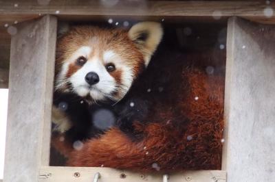 仙台レッサーパンダの赤ちゃん遠征２日間（６）八木山動物園（４）初雪降った２日目のレッサーパンダたち～午後から晴天でリンゴもらった子も！