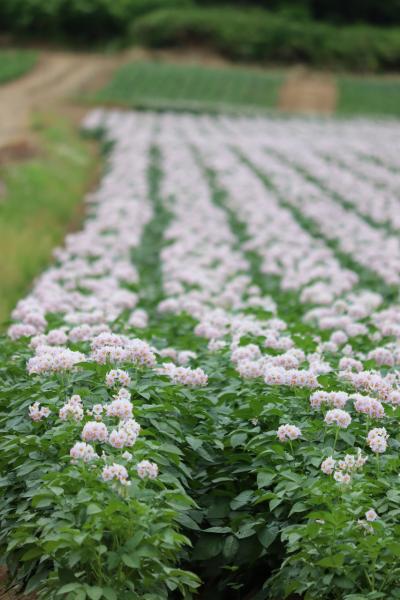 じゃがいもの花巡り