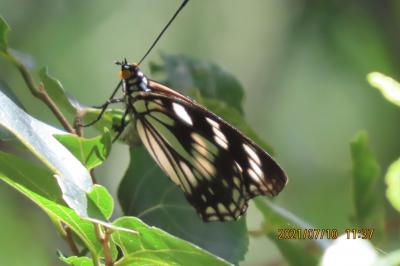 2021森のさんぽ道で見られた蝶(32)ルリタテハ、ゴマダラチョウ、アカボシゴマダラ、ウラナミアカシジミ等