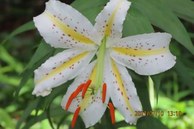 森のさんぽ道で見られた山野草⑥ヤマユリ、桔梗、オオバキボウシ、ヒヨドリバナ他