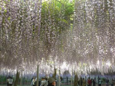 和気神社の藤まつりへ。見事な藤棚にうっとり。