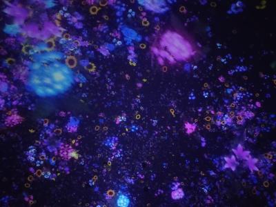 TeamLab豊洲でインスタ映え?いや純粋に異次元体験っす