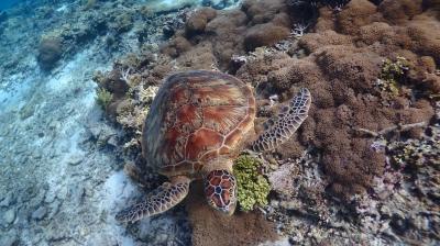 やっとGOTO利用　三密避けてまたまた阿嘉島に帰ってきた「よ」 3泊4日（1日目と2日目）