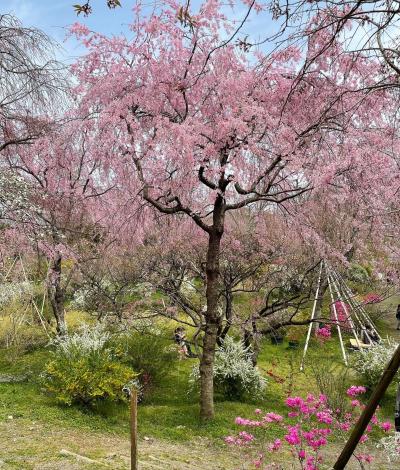 2021年　るなさんと行く春爛漫の奈良＆京都【4】神社にお寺にカフェ巡り♪京都を駆け巡た1日