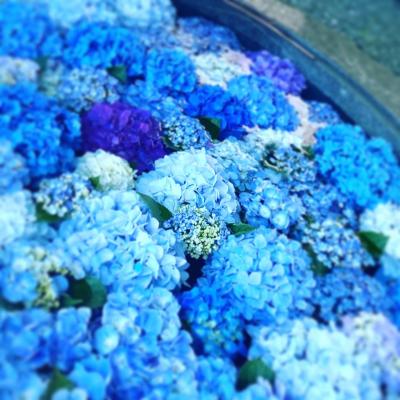 雲辺寺で紫陽花気分♪