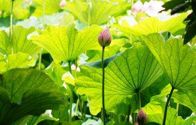 Japan　昭和記念公園　2021夏　蓮の花とキノコ　～ミツバチばあやの冒険～