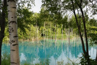 【北海道】夏の札幌、富良野、美瑛