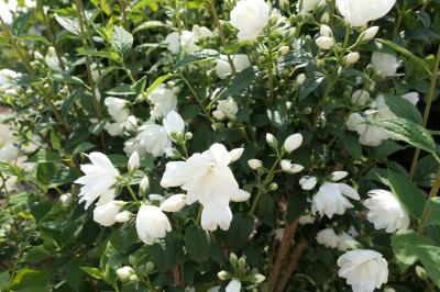 初夏の信州旅行♪　Vol.38 ☆小諸：夢ハーベスト農場　初夏の美しい庭園風景♪