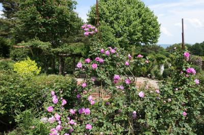 初夏の信州旅行♪　Vol.46 ☆小諸：夢ハーベスト農場　初夏の美しい庭園風景♪