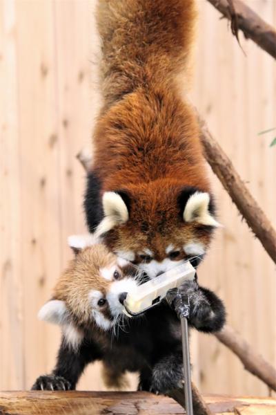 12月の伊豆の動物園３園再訪２泊２日半（３）伊豆シャボテン動物公園：楽しいカピバラ温泉やリンゴタイム観覧を１回逃したレッサーパンダほか