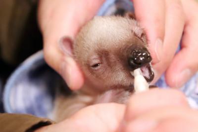 12月の伊豆の動物園３園再訪２泊２日半（４）伊豆シャボテン動物公園：生誕１ヶ月未満のミナミコアリクイの赤ちゃんアンちゃんの授乳タイム！ほか