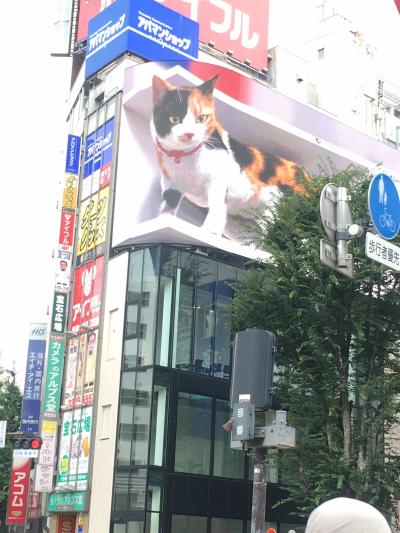 新宿駅東口の巨大三毛猫を見に行く！（の話より長い、その前半月くらいの日記）