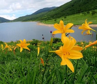 団塊夫婦の日本花巡りドライブ(2021ハイライト）ーニッコウキスゲを見に秘境の野反湖へ