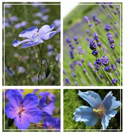 思ひ出つづり⑮爽やかな北海道で出会った青い花たち