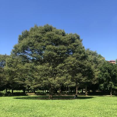 2021／7月　川口自然公園　木陰でピクニック