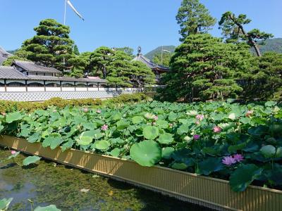 真夏の善光寺に行くなら朝 